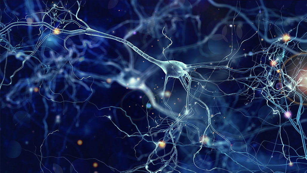The commonly used anesthetic propofol affects how neurons function
