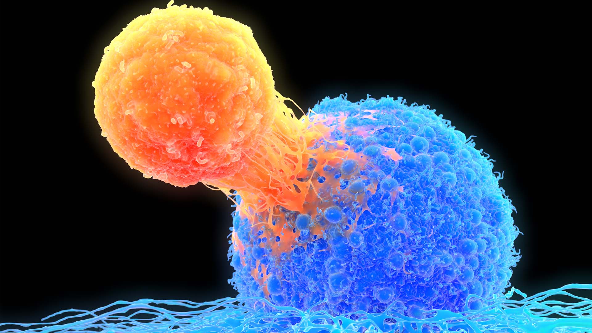 researchers-identify-a-novel-mechanism-by-which-t-cells-distinguish-between-friend-and-foe