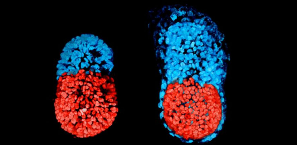 Scientists Create Synthetic Mouse Embryos Using Stem Cells - Neutrino ...